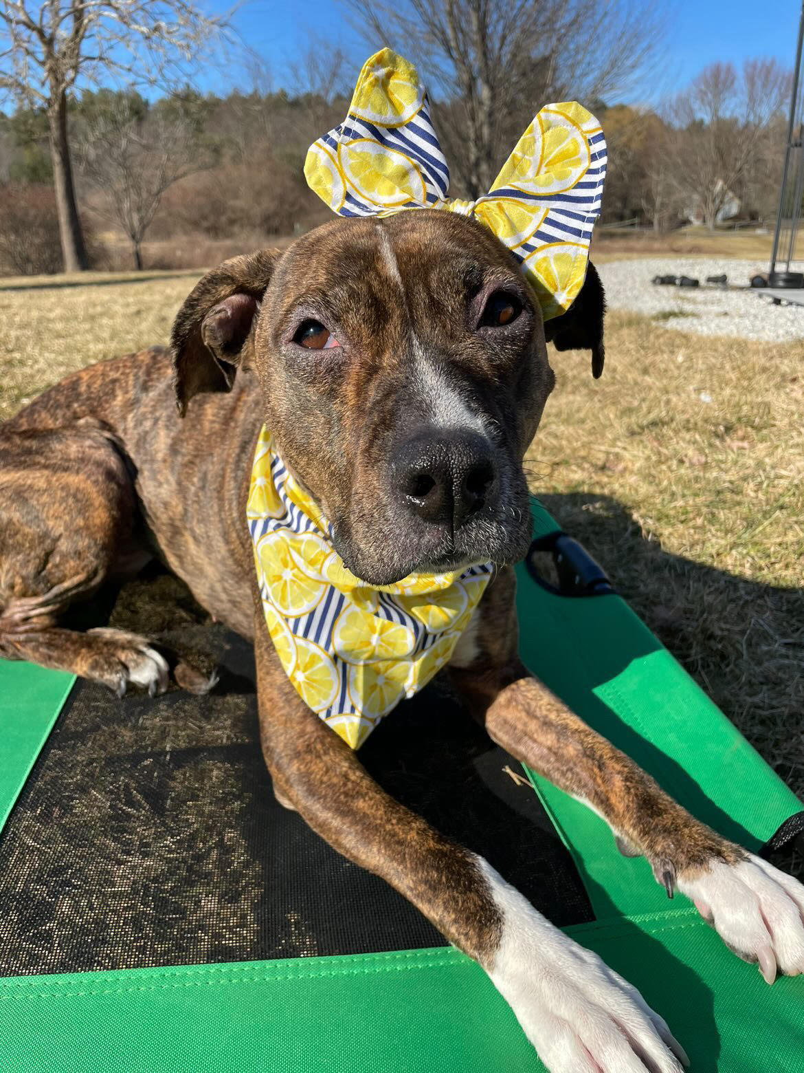 Bandanas and Accessories