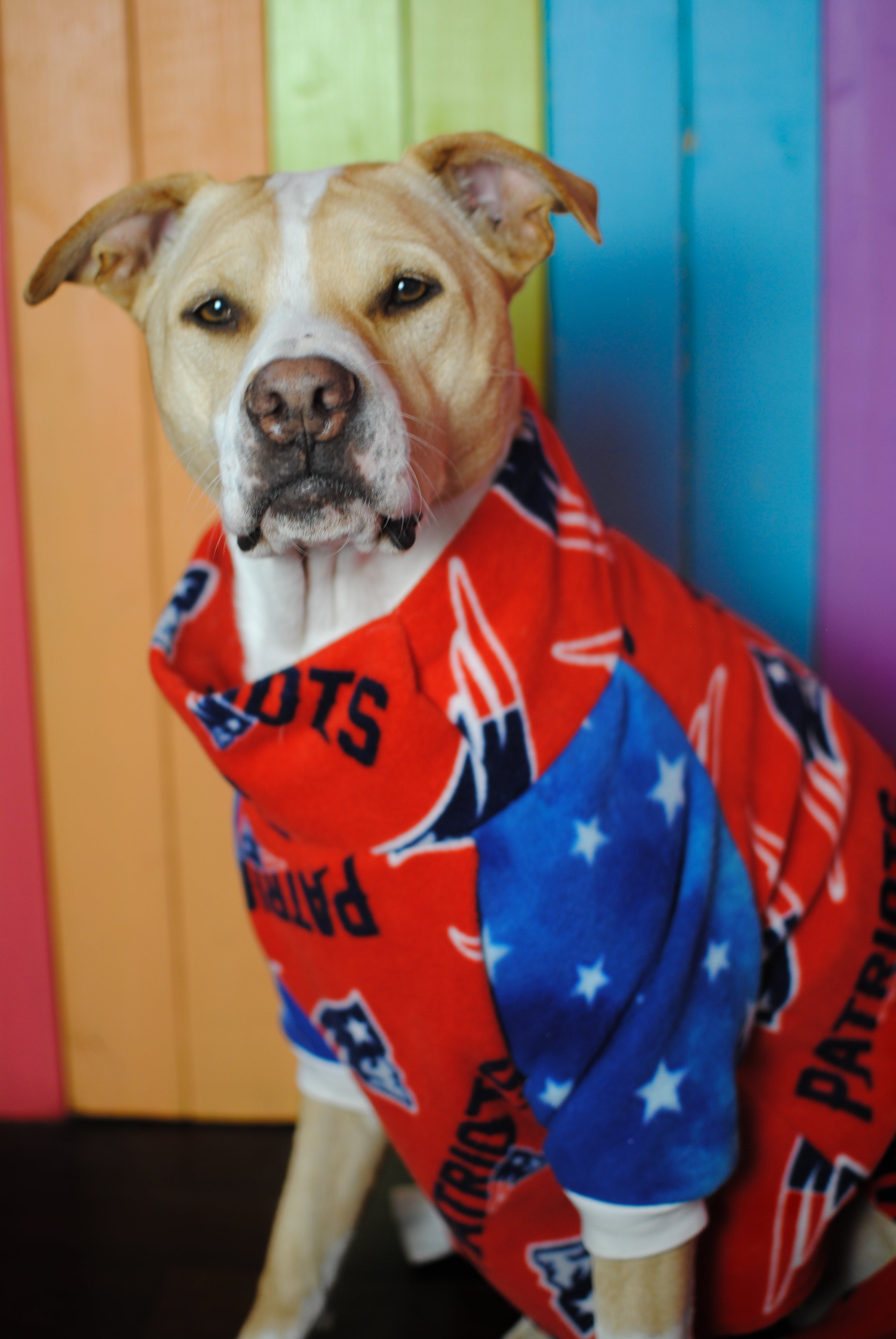 Dog in a outlet onesie