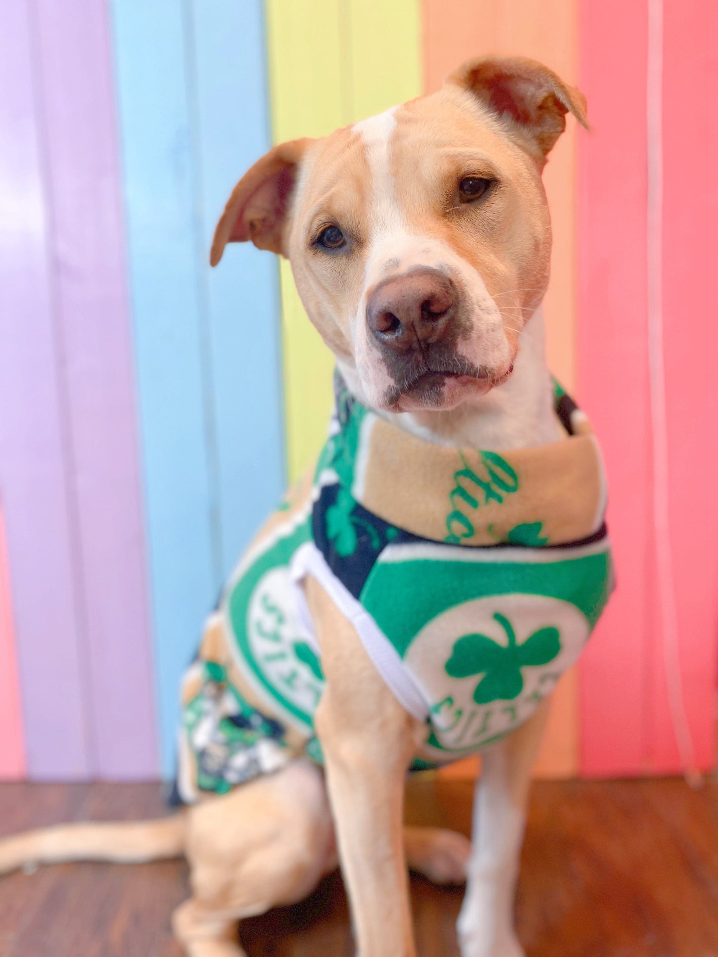 Boston Celtics size medium sleeveless dog sweatshirt