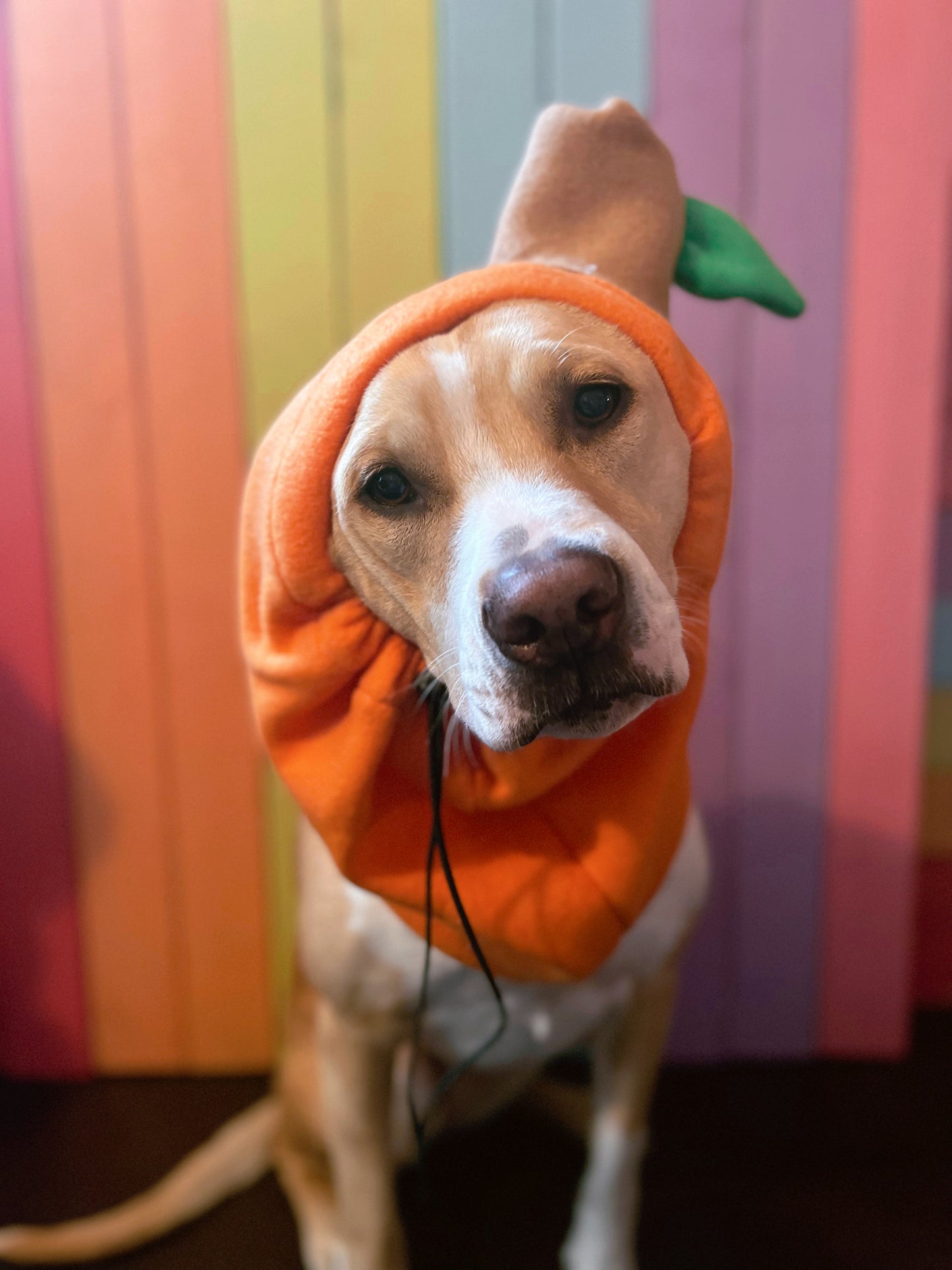 Pumpkin adjustable dog zoo snood