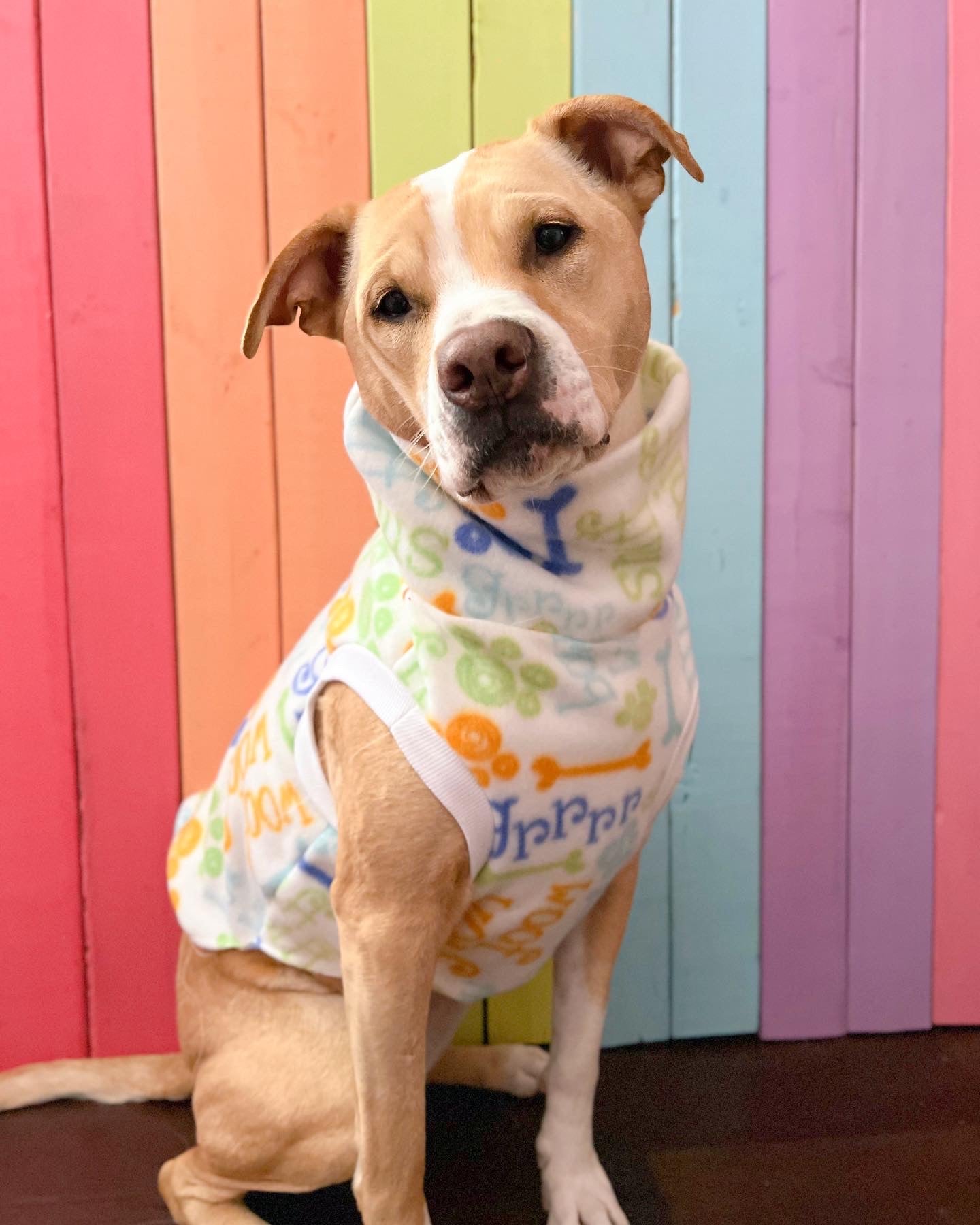 Puppy dog print sleeveless dog sweatshirt